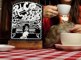 "Ratuccinos" set to be Canada and Vancouver's first rat cafe| Vancouver rat cafe opens soon