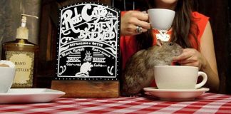 Vancouver’s First Rat Café To Open Next Weekend "Ratuccinos" set to be Canada and Vancouver's first rat cafe| Vancouver rat cafe opens soon