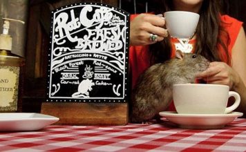 Vancouver’s First Rat Café To Open Next Weekend "Ratuccinos" set to be Canada and Vancouver's first rat cafe| Vancouver rat cafe opens soon