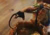 Live-Action Ratatouille Remake Ends In Tragedy In Vancouver Live-Action Ratatouille Remake Ends In Tragedy In Vancouver | Famous Vancouver rat found dead