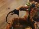 Live-Action Ratatouille Remake Ends In Tragedy In Vancouver Live-Action Ratatouille Remake Ends In Tragedy In Vancouver | Famous Vancouver rat found dead